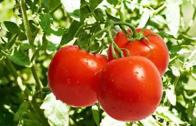 Th&aacute;n phục trước c&aacute;ch l&agrave;m n&ocirc;ng nghiệp sạch lạ đời của người Nhật - Ảnh 4.