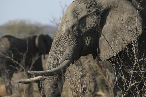 Túng tiền, Zimbabwe bán 35 con voi cho Trung Quốc
