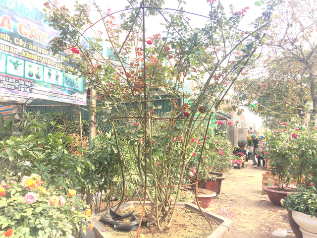 C&acirc;y hoa hồng cổ Sơn La n&agrave;y c&oacute; gi&aacute; gần 50 triệu đồng