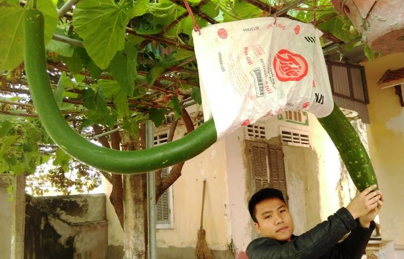 Đổ xô đi xem quả bầu "khổng lồ" dài hơn 2 mét