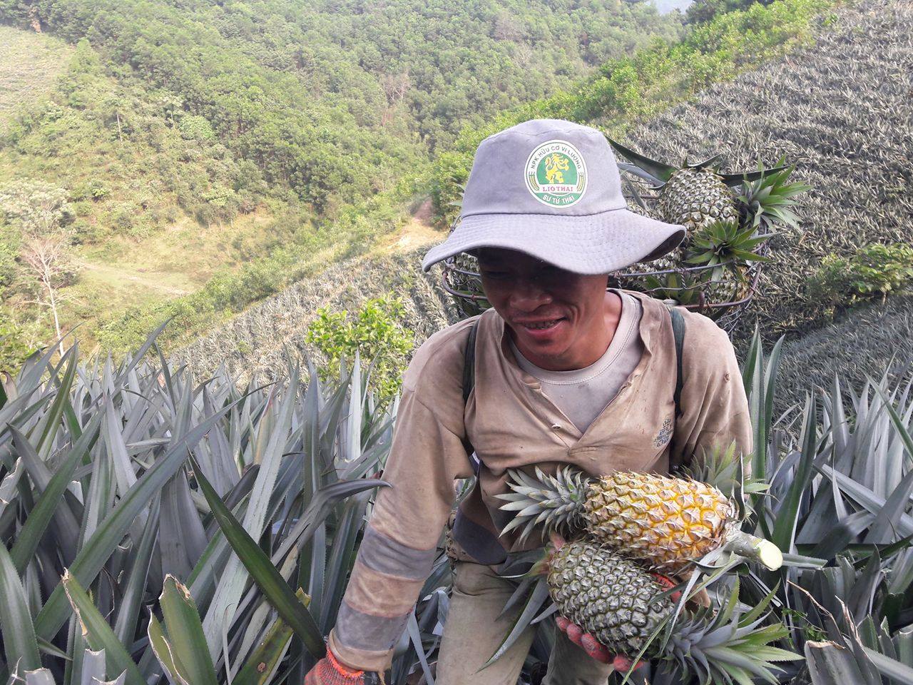 Nông dân Quảng Nam trúng mùa dứa chín