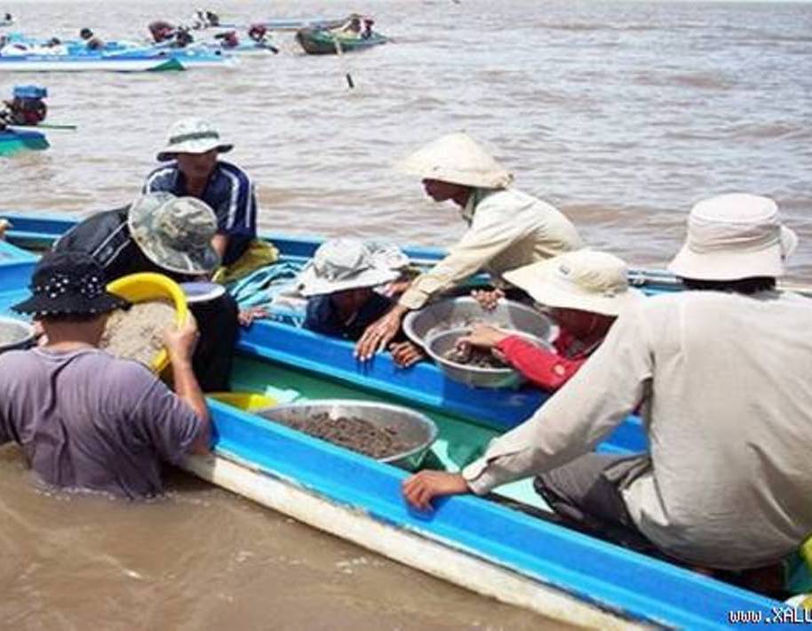 Lại tái diễn nạn “cướp nghêu”
