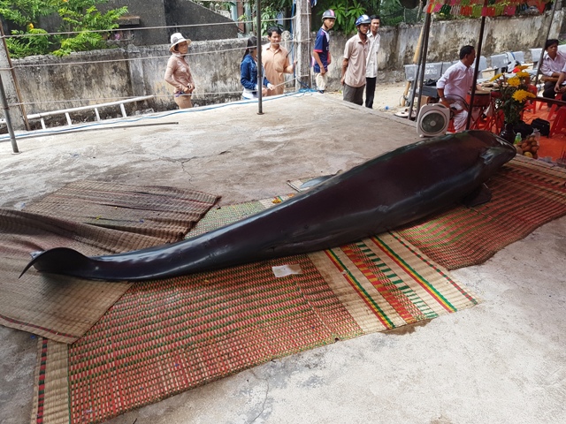 Cá voi “khủng” kiệt sức, dạt bờ biển Bình Định