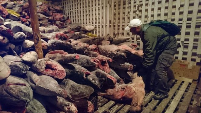 Ecuador bắt tàu Trung Quốc chở đầy cá mập