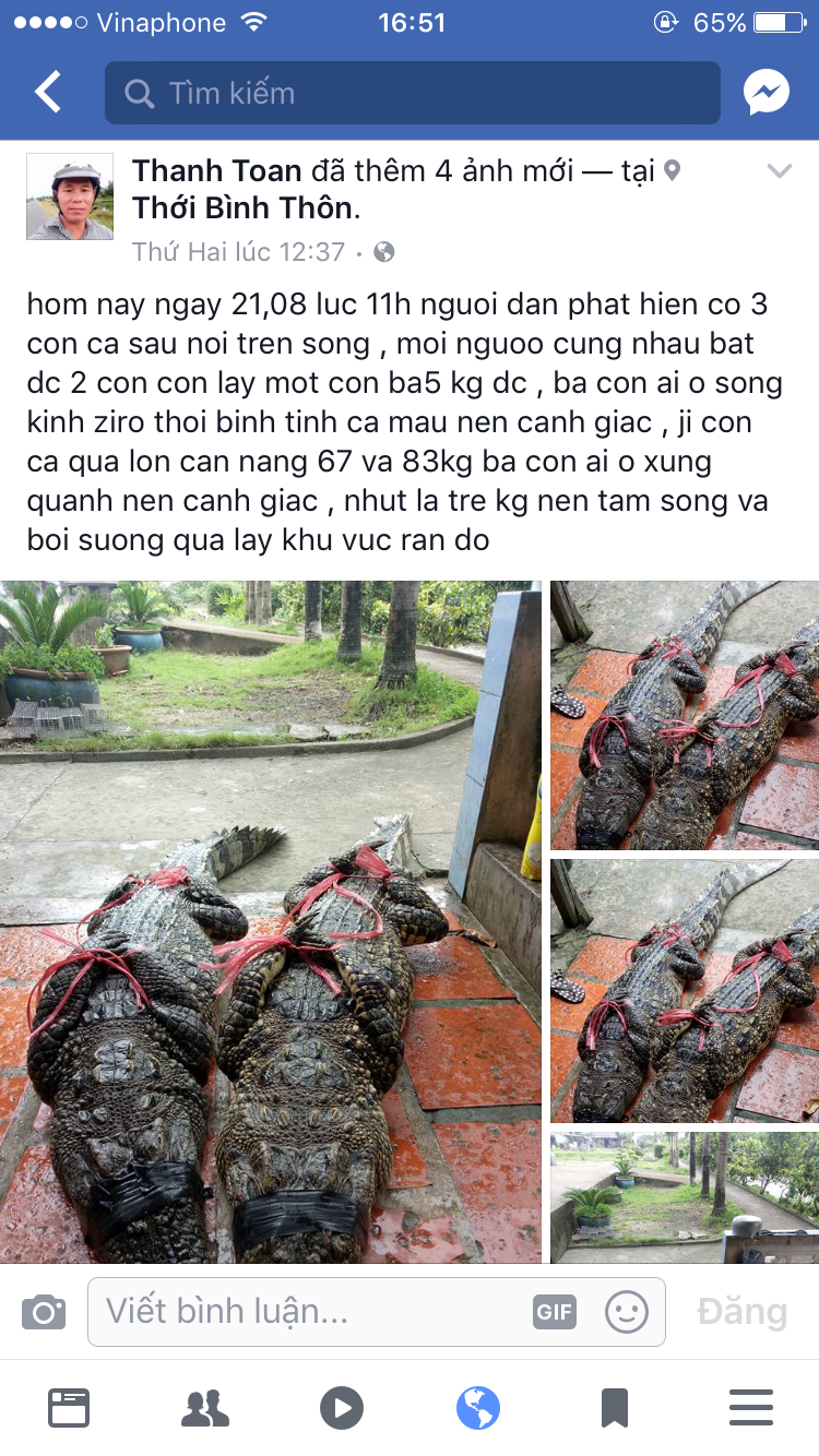 Sự thật vụ bắt được 2 c&aacute; sấu &ldquo;khủng&rdquo; sổng chuồng - Ảnh 1.