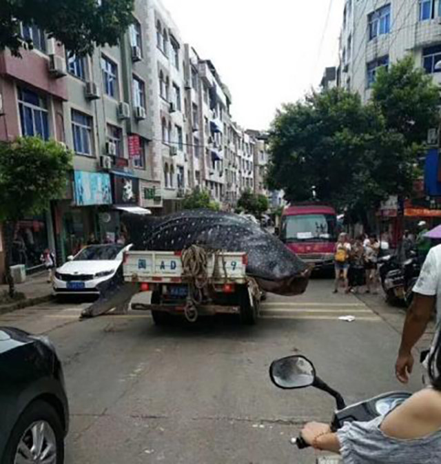 Trung Quốc: Bị bắt vì chở cá mập voi quý hiếm bán cho nhà hàng