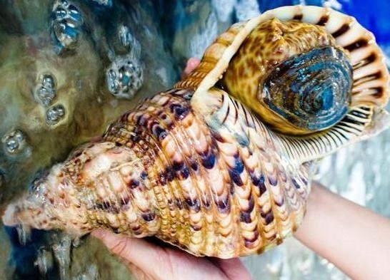 Cận cảnh ốc "đại gia" tiền triệu/con hút khách nhà giàu
