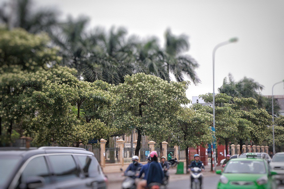 Chịu không nổi mùi hoa sữa!