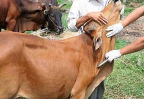 Trưởng thôn bị cán bộ thú y "bơm" thuốc tiêm phòng trâu bò vào người