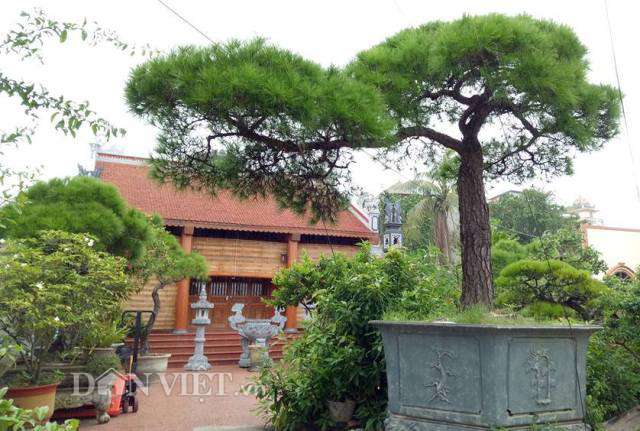 Cây Vạn tùng Côn Sơn Kiếp Bạc 200 năm tuổi: Giá hơn 2 tỉ
