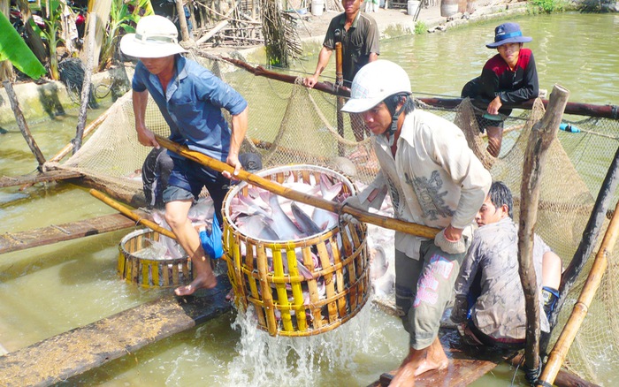 Mỹ kiểm tra nghiêm ngặt 100% lô cá tra từ Việt Nam