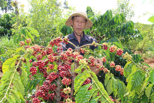Lợi nhuận cà phê, nước ngoài hưởng