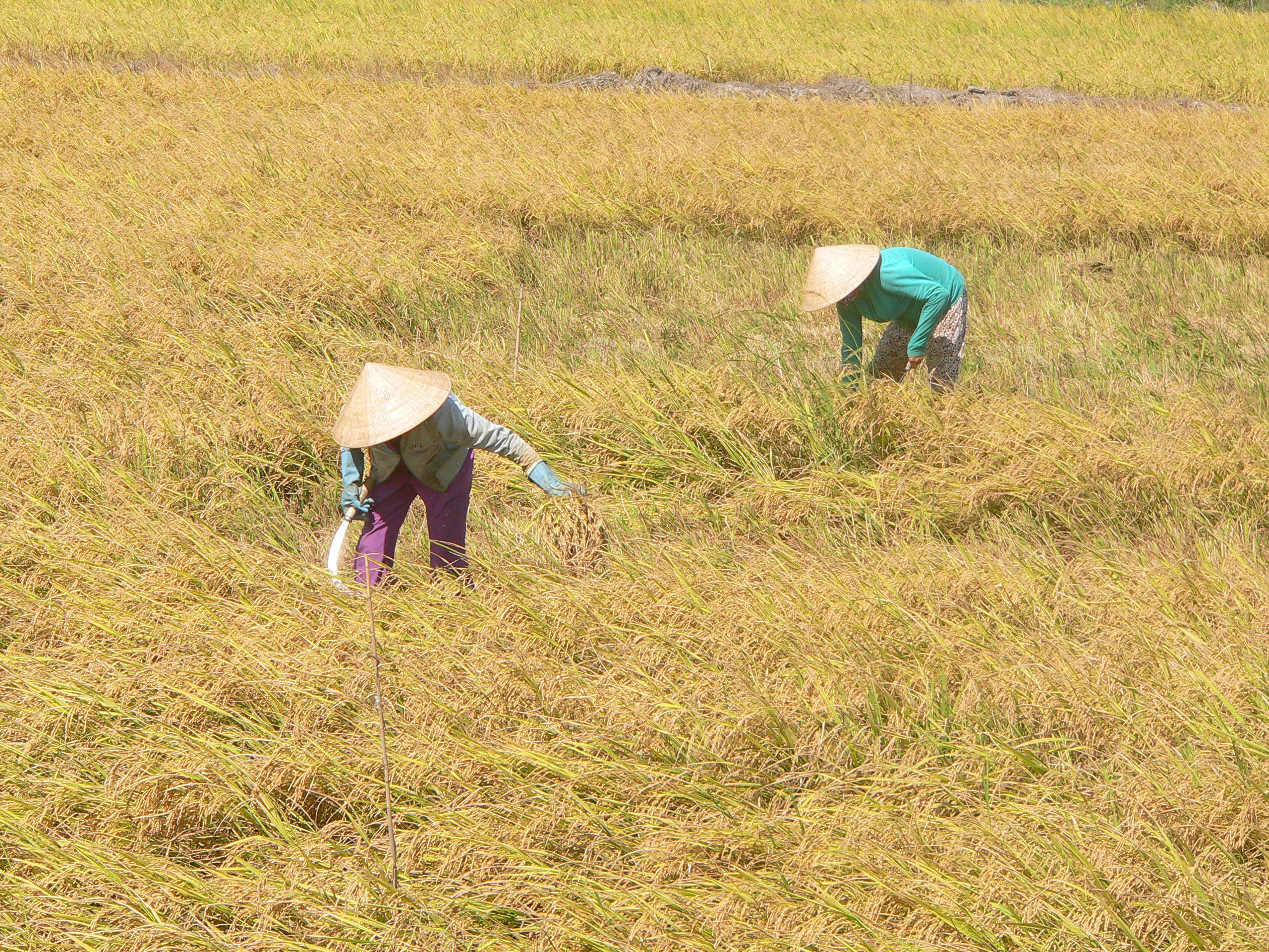 Phải mở rộng hạn điền