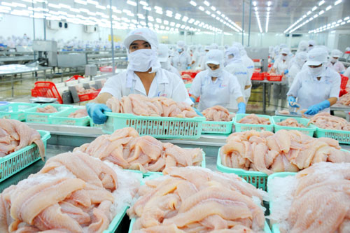Lo cá tra "sập bẫy" như heo