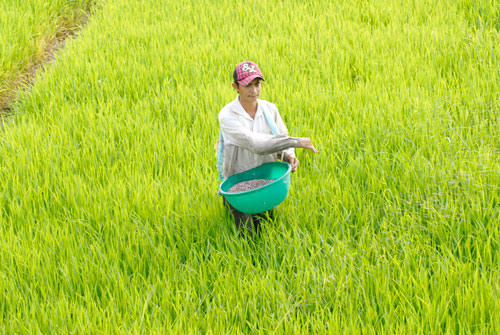 Bảo hộ DAP trong nước, nông dân chịu thiệt?