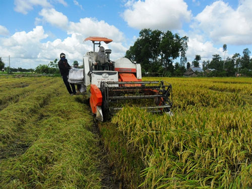 Đổ xô trồng lúa Nhật: Nhiều rủi ro