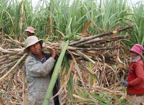 Người Chăm, Raglai làm cánh đồng lớn