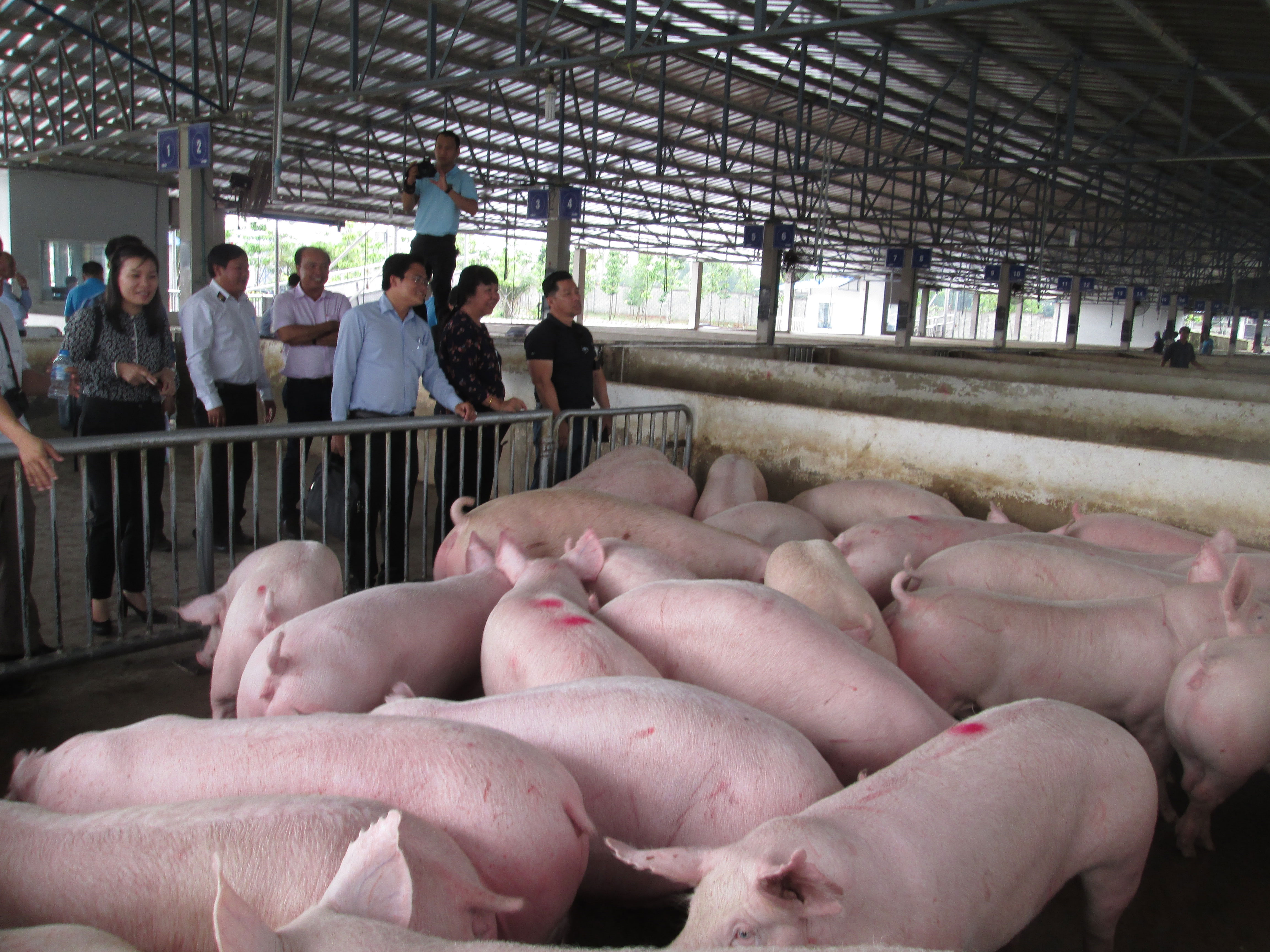 Người nuôi heo tiếp tục lỗ