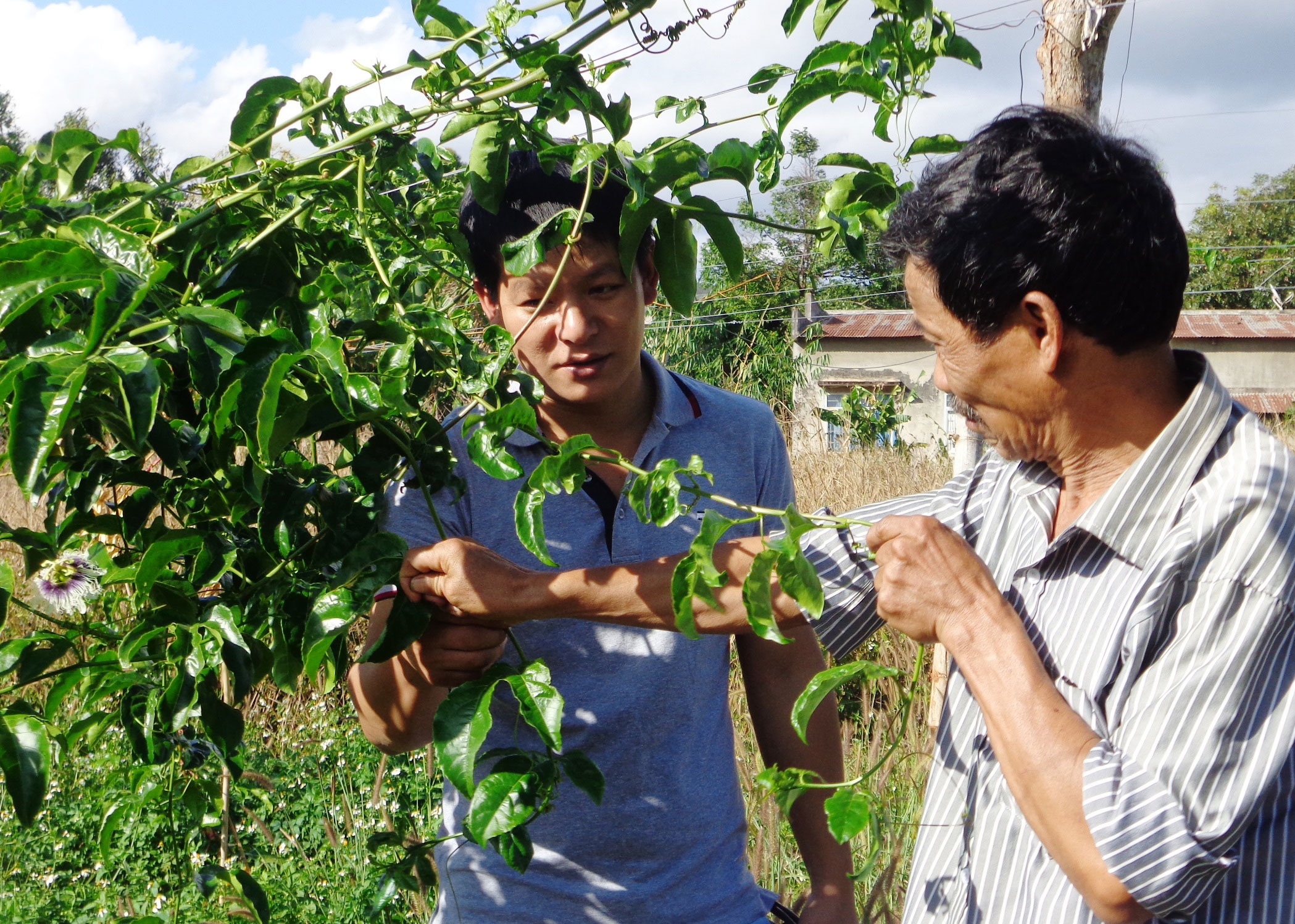 Khổ vì giống chanh dây mập mờ