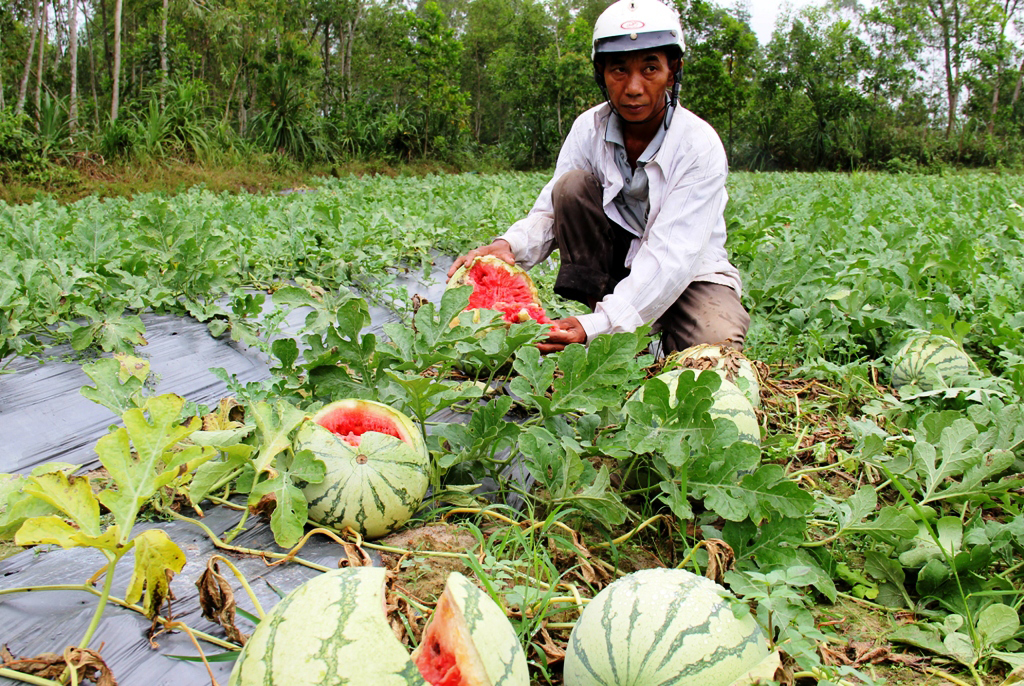 Dưa hấu đầu mùa bán không ai mua