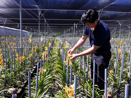 Trang trại hoa lan trên vùng đất nắng