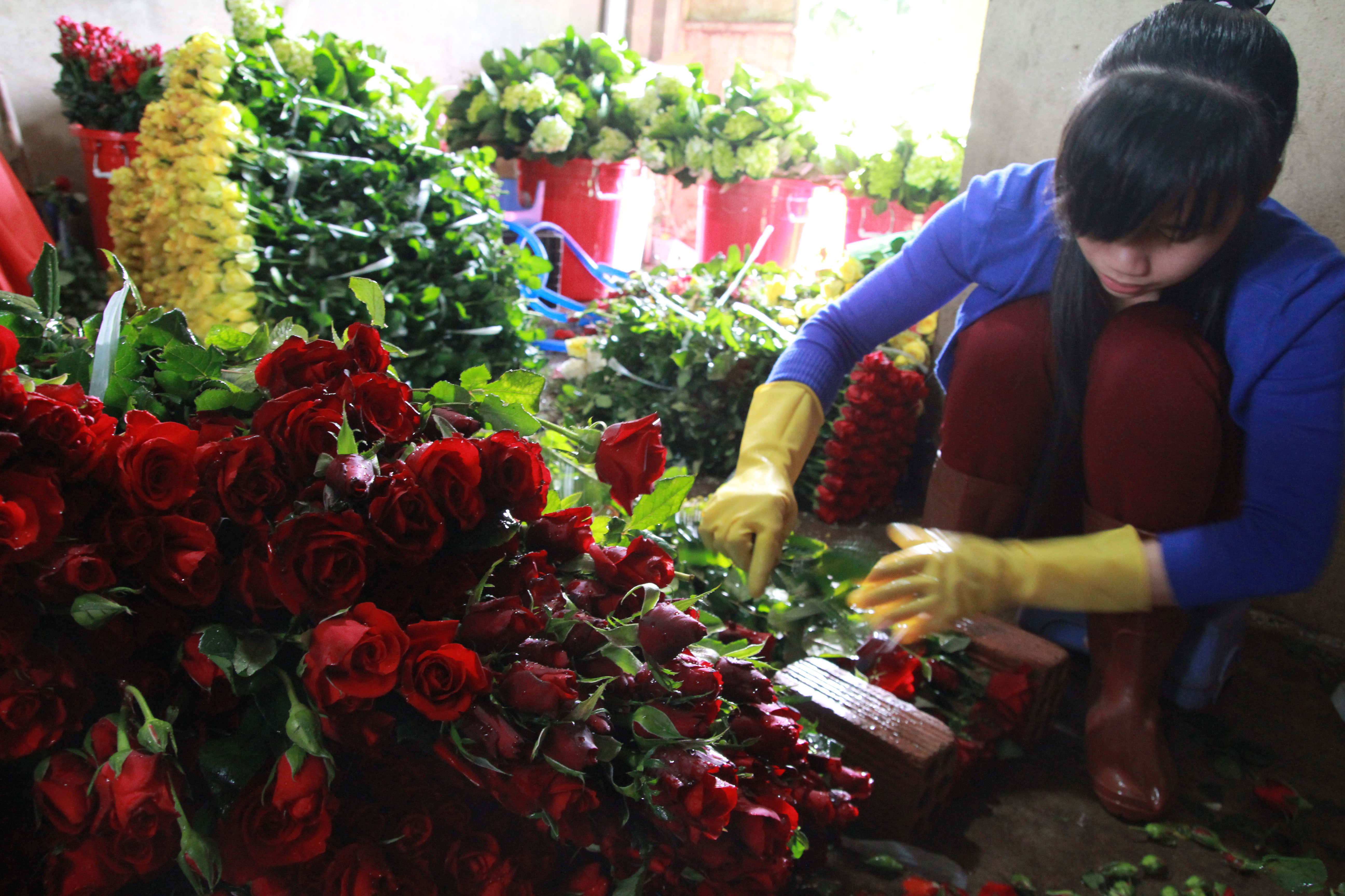 Hoa hồng Đà Lạt tăng giá gấp 3 lần