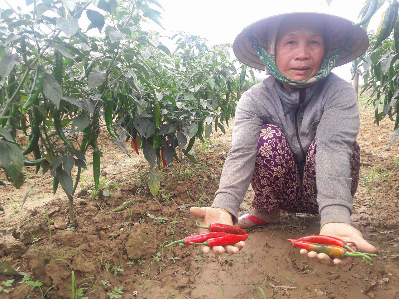 B&agrave; Nguyễn Thị Thập, n&ocirc;ng d&acirc;n x&atilde; Duy Ch&acirc;u, b&ecirc;n vườn ớt chưa thu hoạch