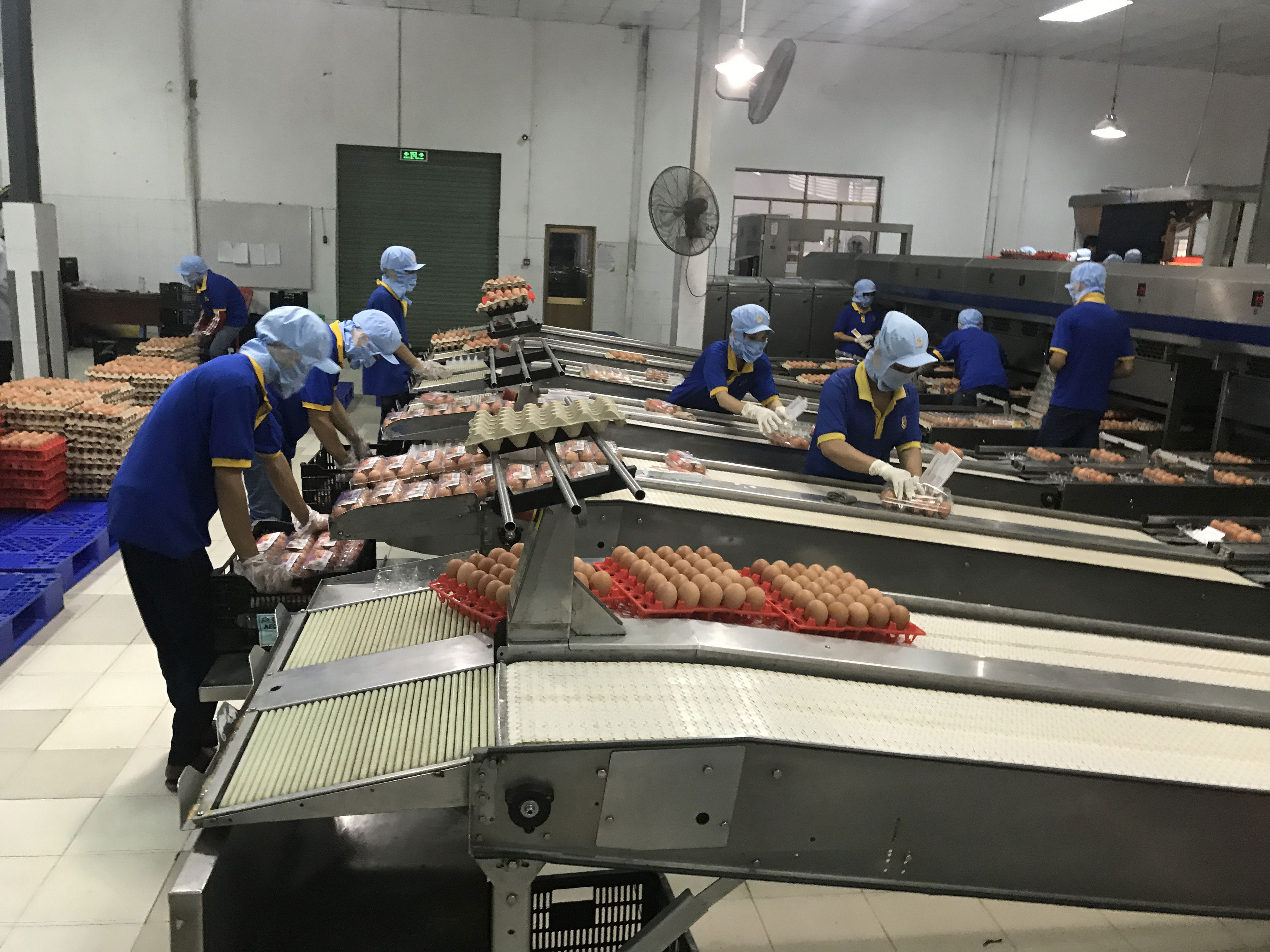 Sau heo, đến lượt trứng gà được dán tem