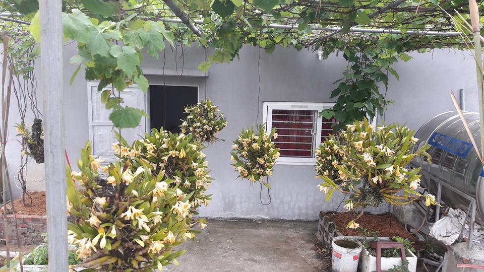 35m2 sân thượng thu 2 tạ nho - Ảnh 11.