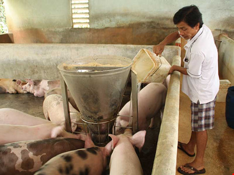 'Thủ phủ’ nuôi heo cả nước vẫn lao đao