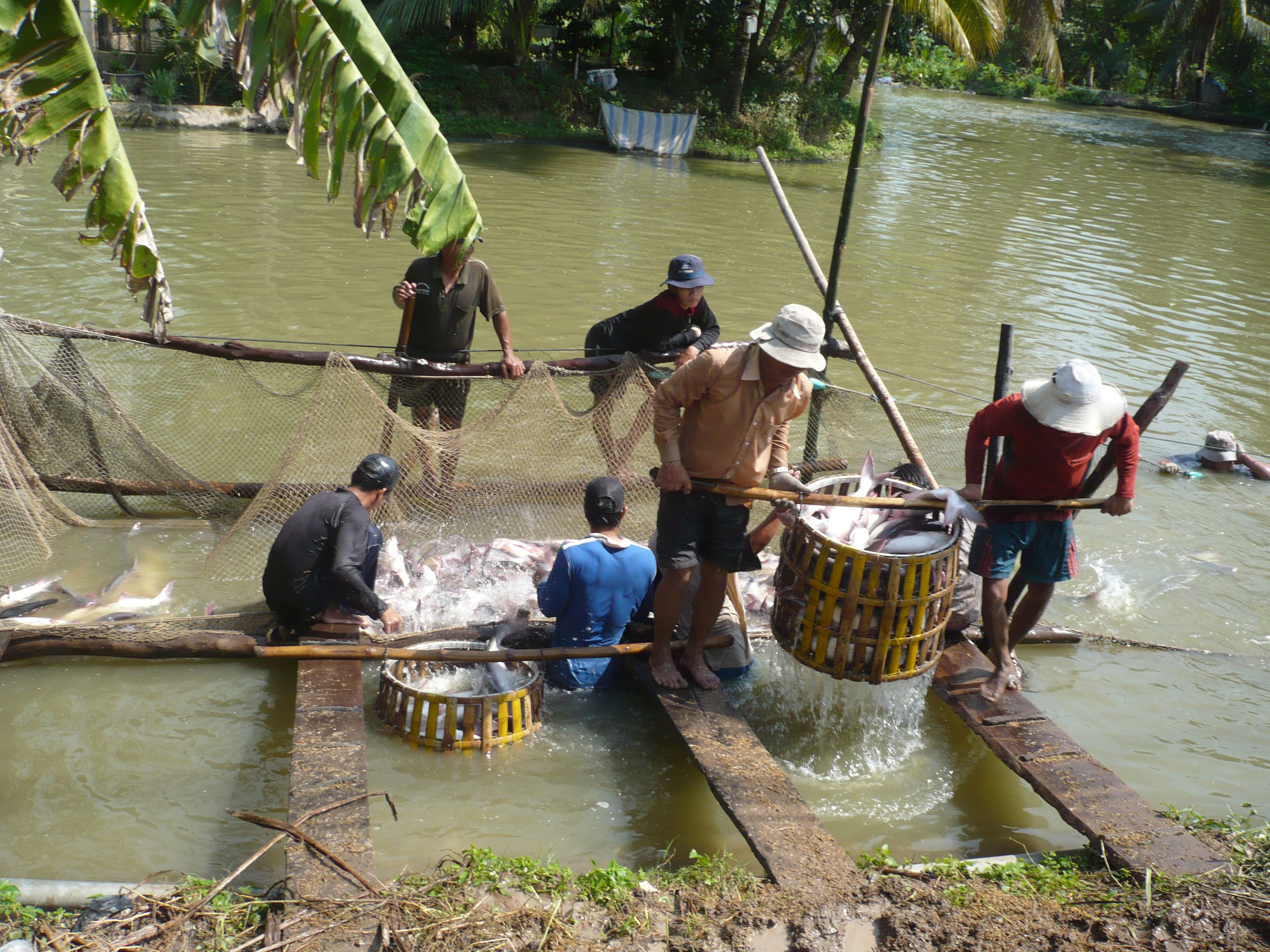 Ngành thủy sản lạc quan