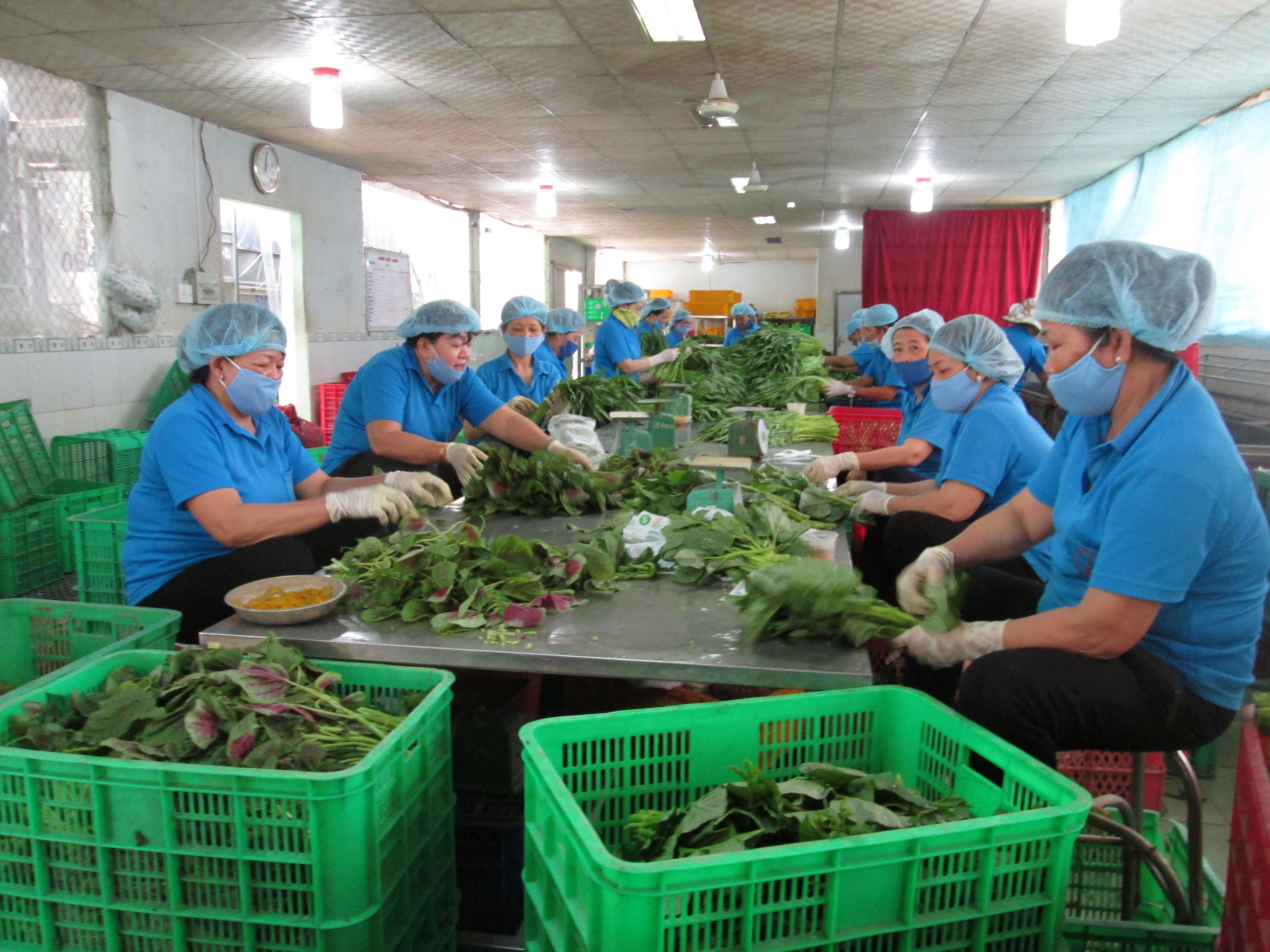 Hợp tác xã khó trăm bề