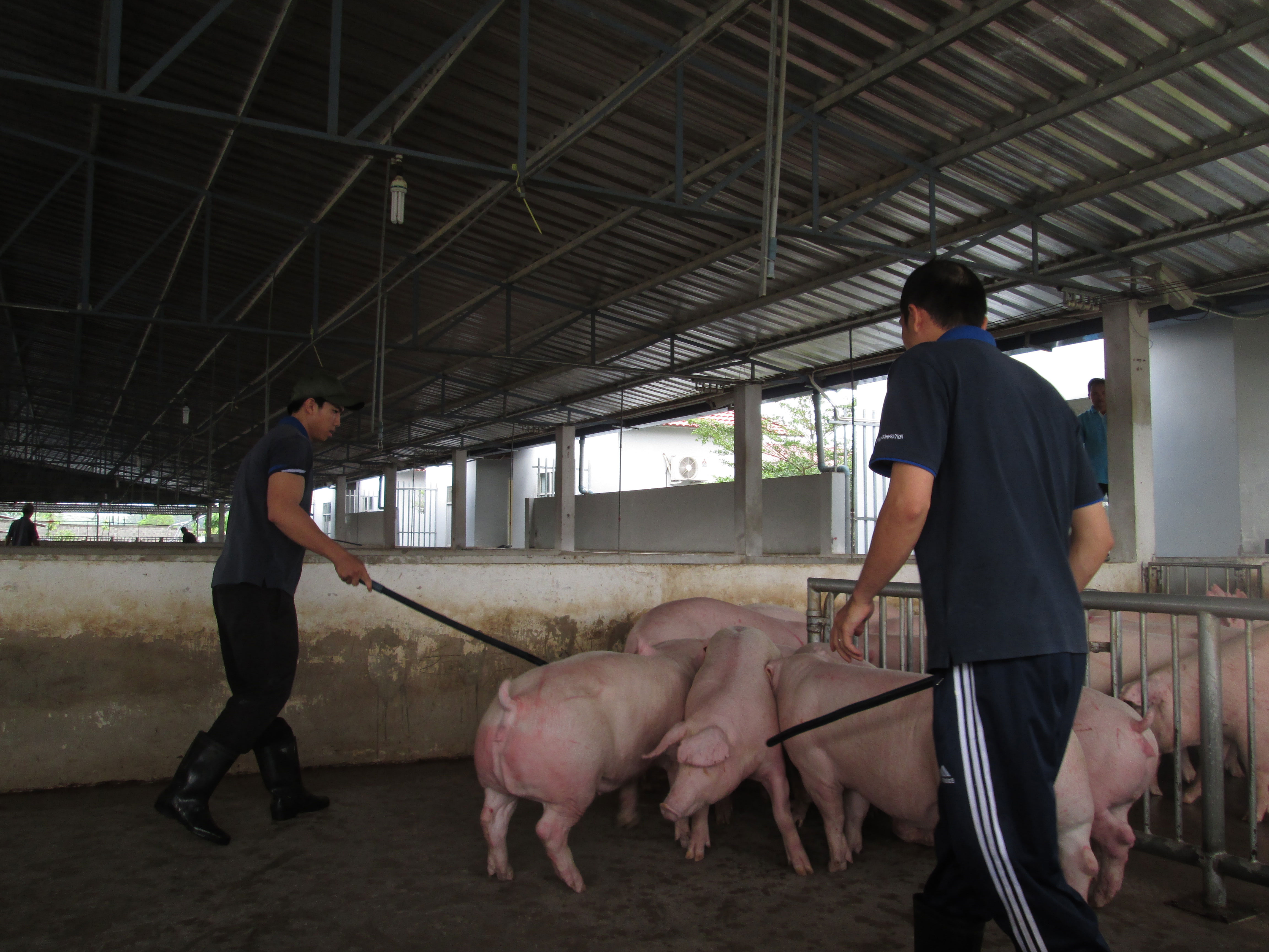 Bàn đủ cách ổn định thị trường heo