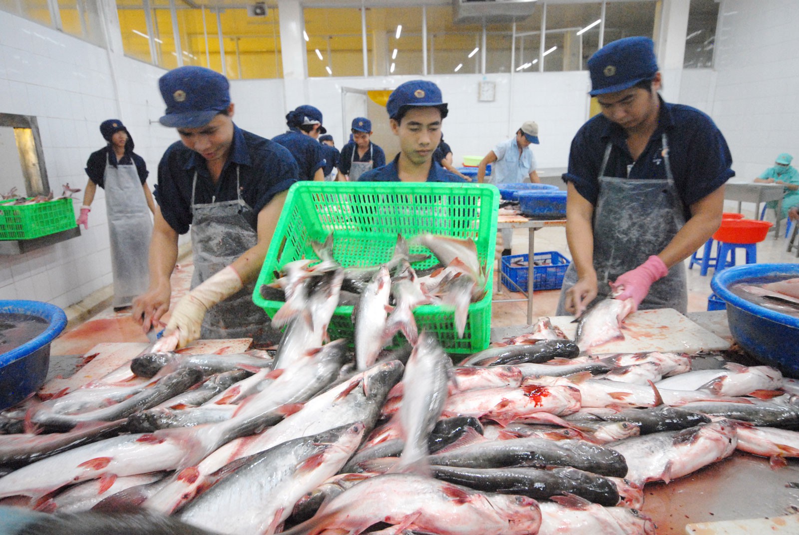 Cá tra bội thu: Tránh phụ thuộc Trung Quốc