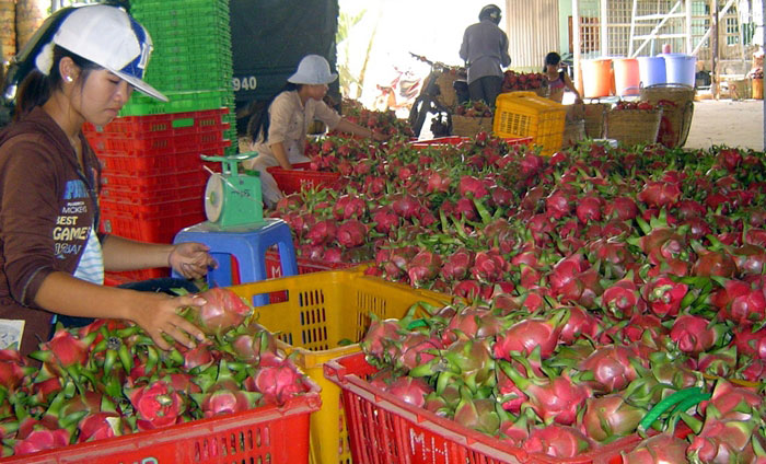 Bình Thuận: Giá thanh long cao kỷ lục