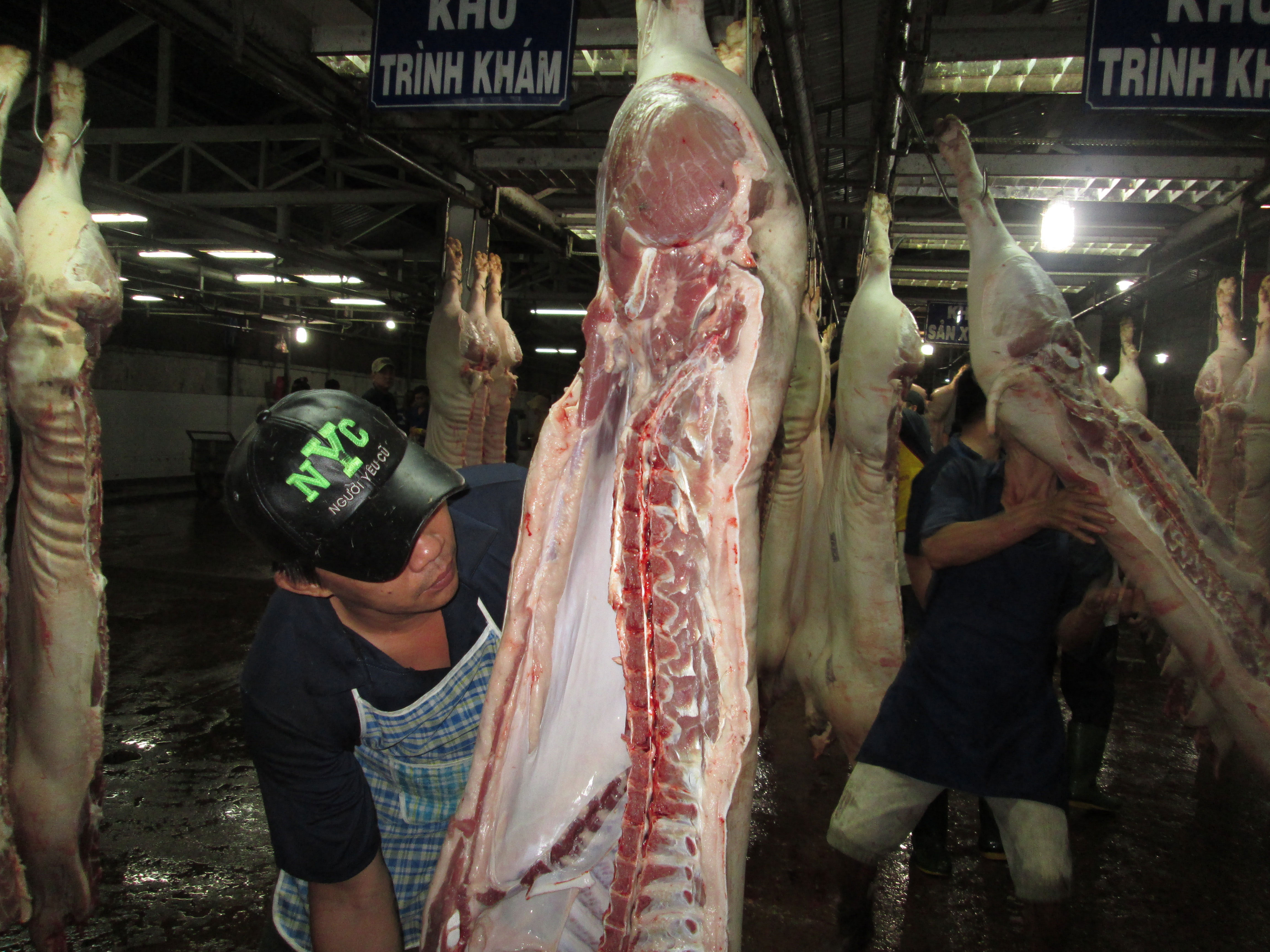 Cứu đàn heo tồn