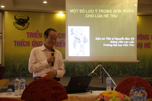 Hiệu quả từ canh tác lúa thông minh