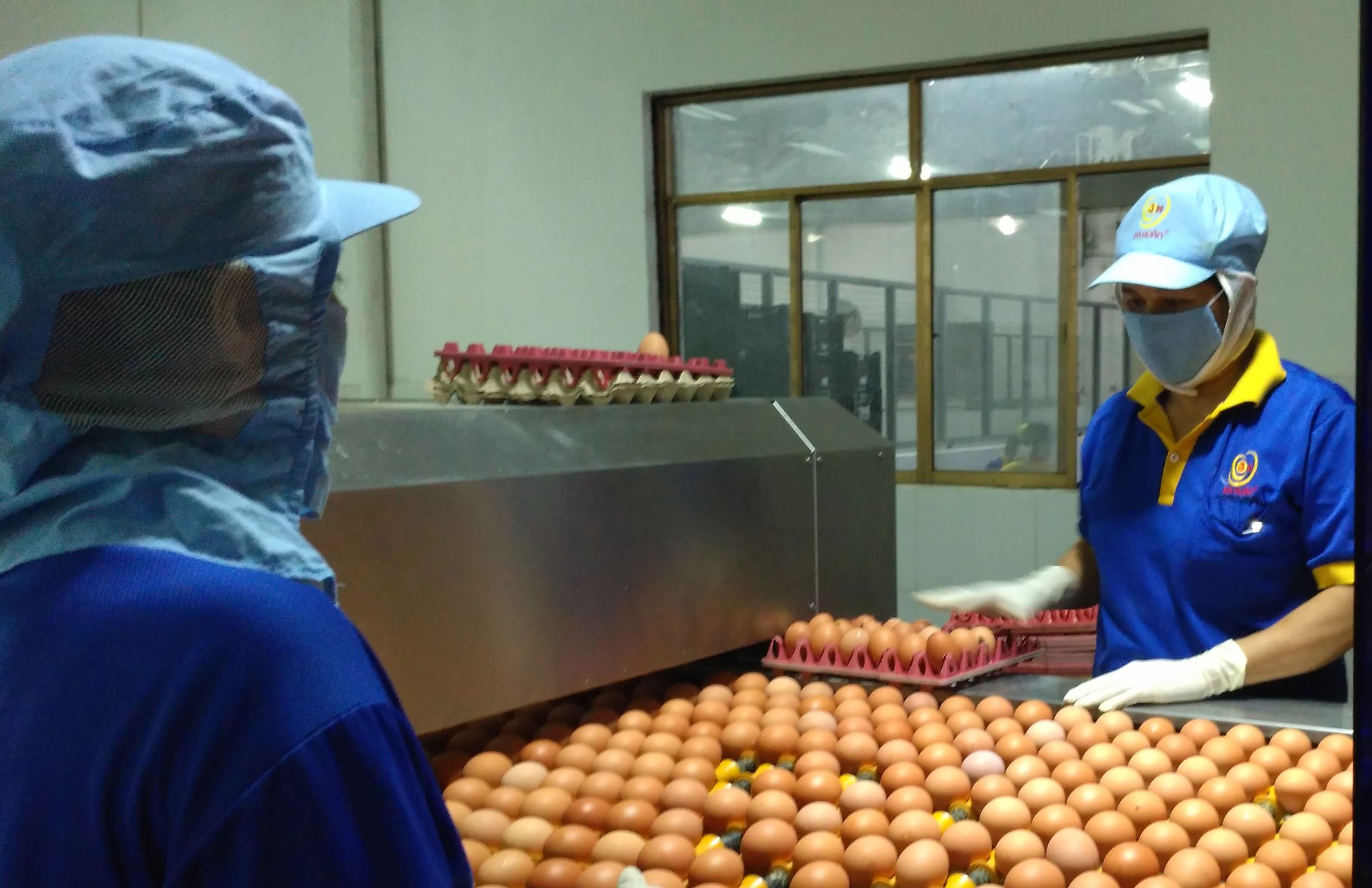 Trứng gà đạt chứng nhận "chuỗi" chiếm trên 50% thị phần