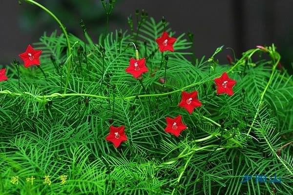 Hoa t&oacute;c ti&ecirc;n của cha - Ảnh 2.