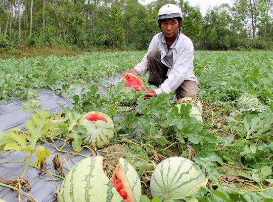 Trung Quốc ngừng mua, nông sản Việt "vỡ trận" mất giá