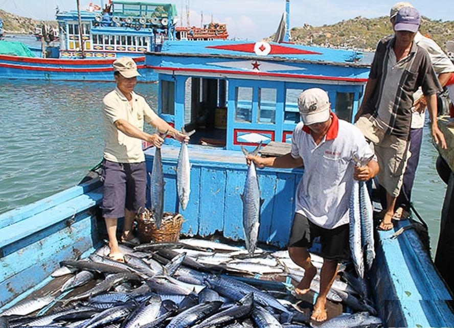 Và thưởng thức những con cá thu tươi roi rói mà dân chài vừa bắt lên từ biển