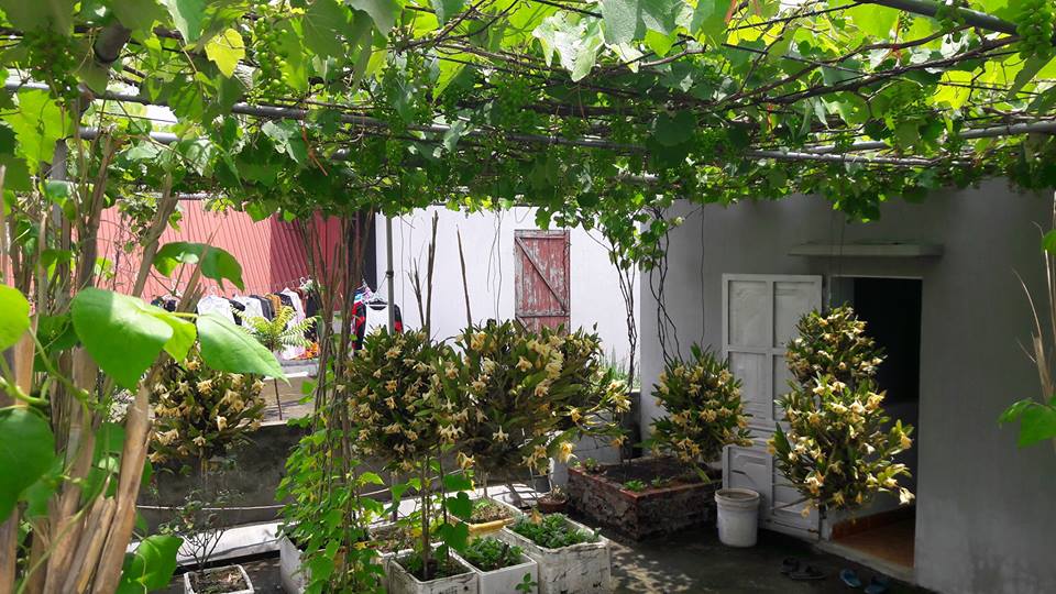 35m2 sân thượng thu 2 tạ nho - Ảnh 13.