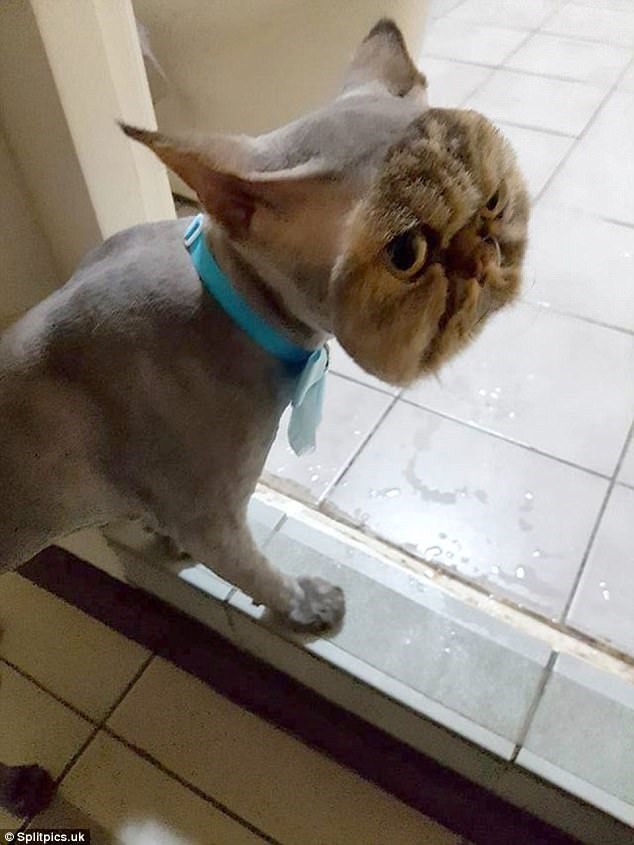 Những chú m&egrave;o có b&ocirc;̣ l&ocirc;ng độc đ&aacute;o ai cũng phải bật cười - Ảnh 13.