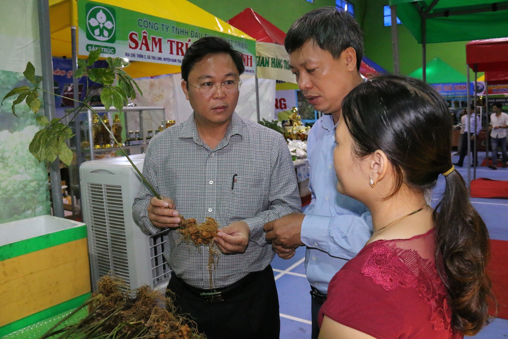 Sâm Ngọc Linh gần 100 triệu/kg vẫn đắt như tôm tươi - Ảnh 13.