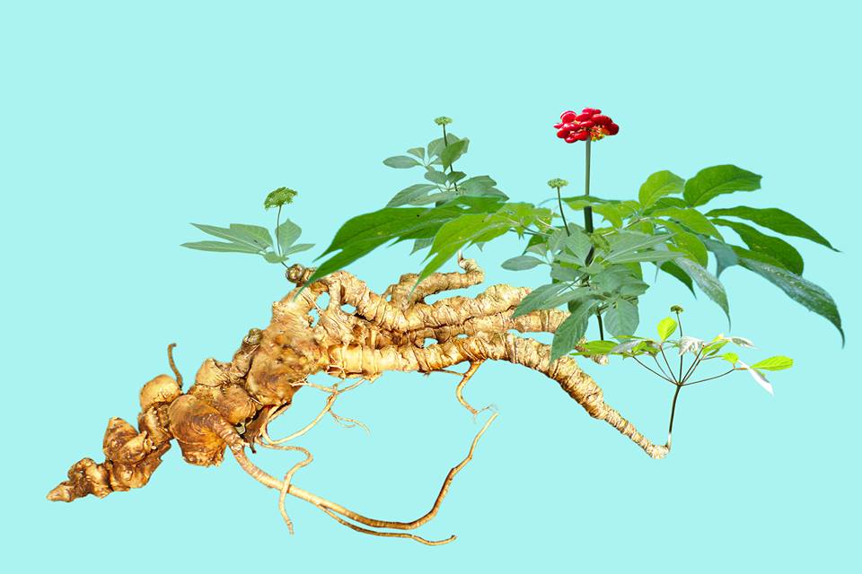 Truy bắt cán bộ bảo vệ rừng trộm cả vườn sâm Ngọc Linh