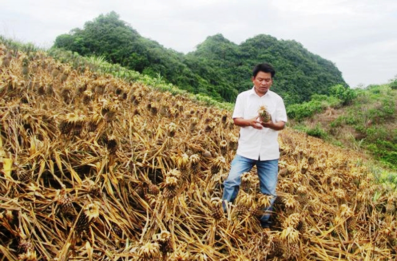Đau đớn nhìn 8 sào trái thơm đến kỳ thu hoạch bị kẻ xấu hủy hoại - Ảnh 1.