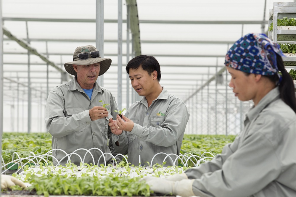 
Khu nh&agrave; k&iacute;nh tại VinEco Tam Đảo c&oacute; diện t&iacute;ch 1,5 ha đang sản xuất rau mầm, rau thủy canh v&agrave; sử dụng c&ocirc;ng nghệ nh&agrave; k&iacute;nh của Teshuva Agricultural Projects (TAP, Israel)
