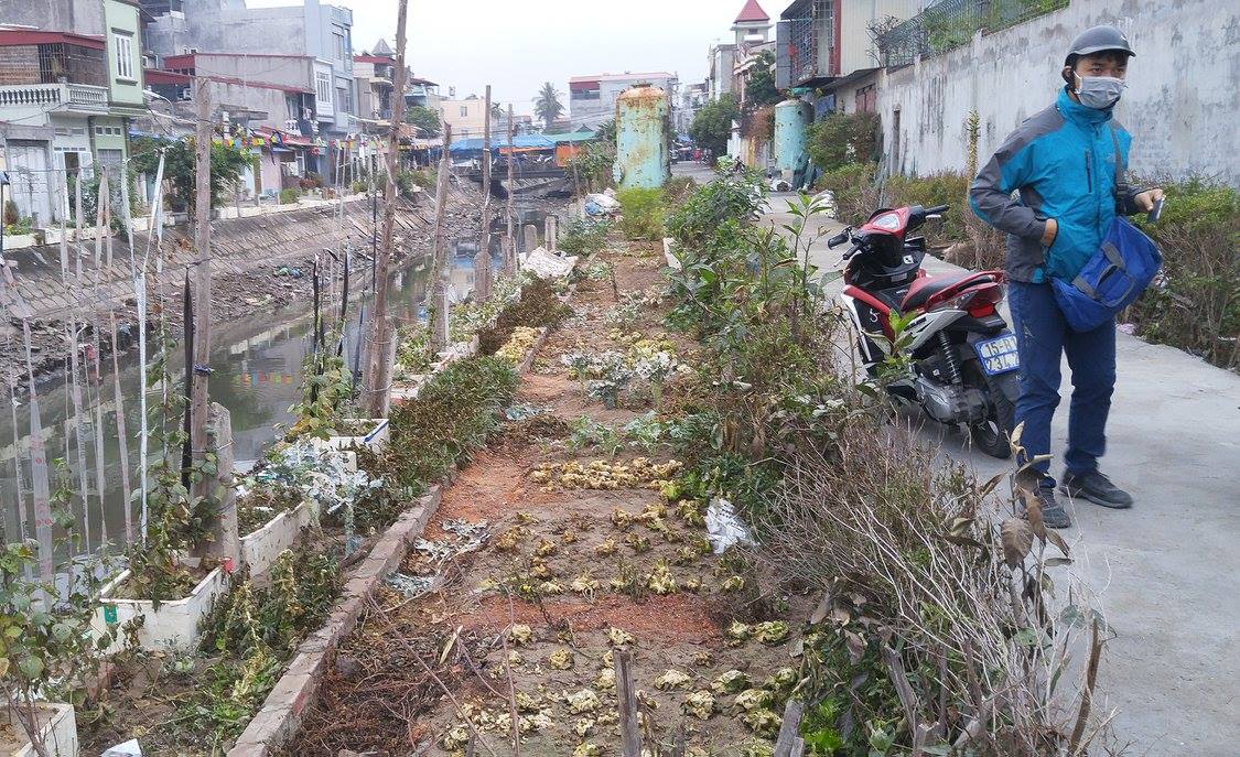 Vườn rau xà lách bị úa, cháy