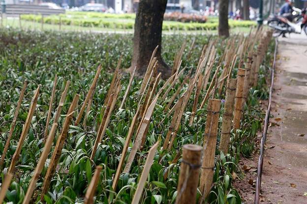 Số cọc tre trước khi bị nhổ bỏ