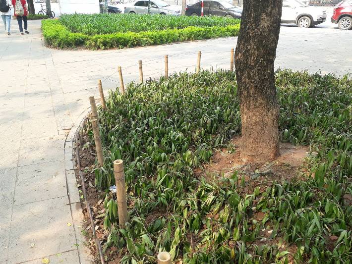 Toàn bộ số cọc tre nhọn đã được nhỏ bỏ trong ngày 10-4